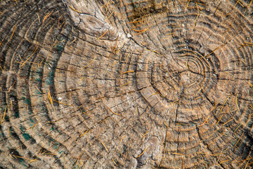 Naklejka premium Wood cross section backgroun