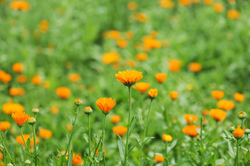 field of calendula