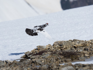 ライチョウ飛翔(rock ptarmigan)