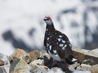 ライチョウ雄(rock ptarmigan)