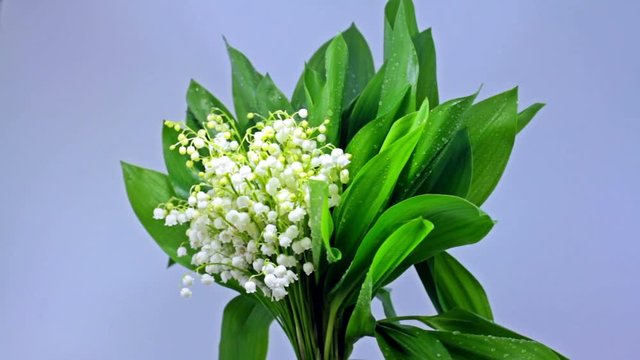 Forest Flower Lily of the Valley.
