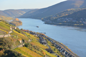 River rhine with golden leaves