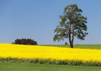 Field of rapeseed, canola or colza and tree