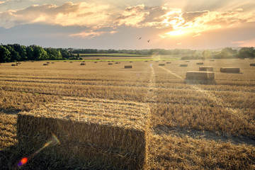Sunset over a a wheat field in the harvest time. Sunset with rays of light, Germany.