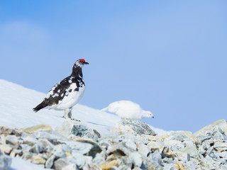 ライチョウつがい(rock ptarmigan pair)