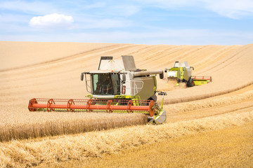 Harvest of wheat