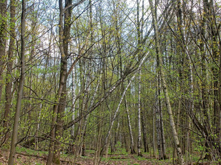 Fototapeta na wymiar that brook in a Moscow Park in spring