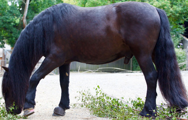 Un cheval noir avec une belle crinière