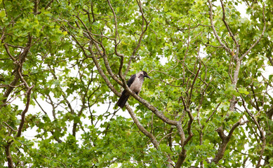 beau oiseau dans un arbre