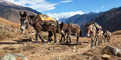 Caravan of mules in nepalese Himalayas - obrazy, fototapety, plakaty