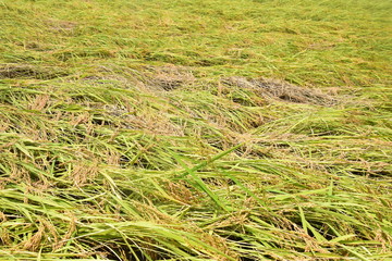 台風で倒れた稲穂