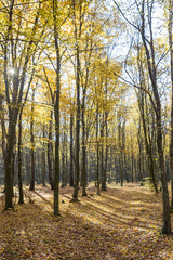 Bright sunrise light in yellow autumn forest