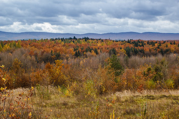 Fototapeta premium Colorful trees in autumn forest in mountains