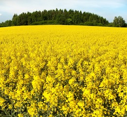 Obraz premium golden field of flowering rapeseed, canola or colza