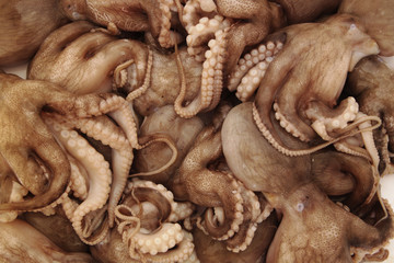Fresh octopus background