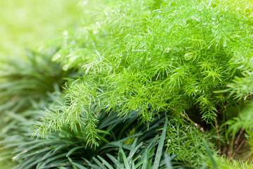 Green Leaf Background Pattern