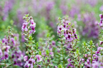 Purple flower background pattern