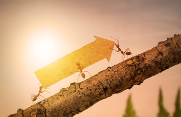 Ants carry rising arrow for business graph, business and teamwork concept