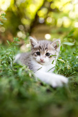 Little kitten in green grass in the park