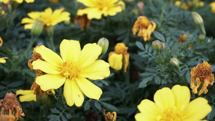 jaunes fleur du parc hotel ensoleillé 