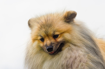Obraz premium Pomeranian Spitz Close-up