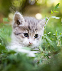 Naklejka na ściany i meble Little kitten in green grass in the park