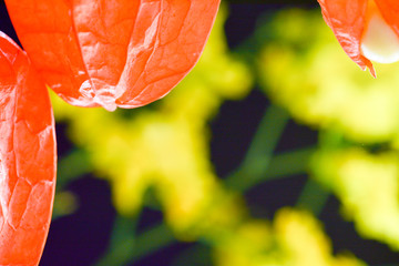 Winter Cherry 
