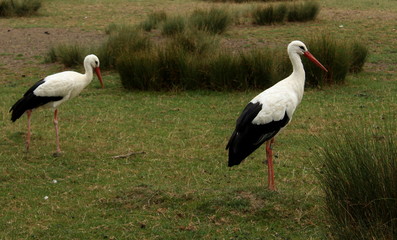 Cigognes