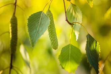 blossoms tree birch with young green leaves