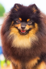 Obraz premium Pomeranian Spitz Close-up