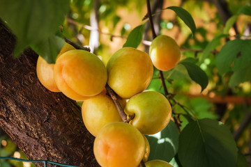 Ripe apricots grow on a branch among green leaves, close-up view