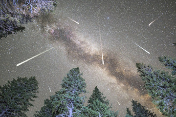 Pine trees silhouette Milky Way meteor shower