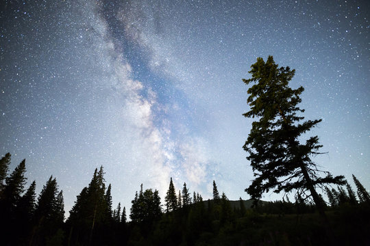 Pine trees silhouette Milky Way night sky