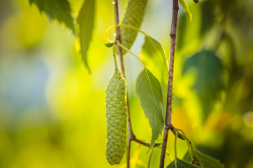 blossoms tree birch with young green leaves