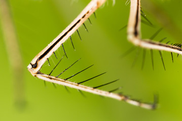 Hair on the clutches of a dragonfly