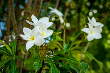 White flower on blurred leaves background