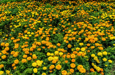 Fototapeta na wymiar Orange and yellow Marigold flower