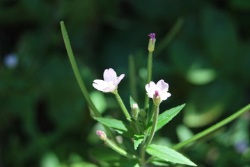 Kleinblütiges Weidenröschen (Epilobium parviflorum)
