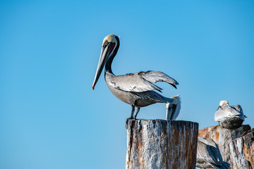 Pelican portrait on blue background