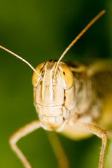 A portrait of a grasshopper in nature.