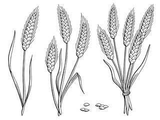 Wheat graphic black white isolated sketch illustration vector 