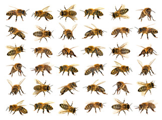 groep bijen of honingbijen op witte achtergrond, honingbijen