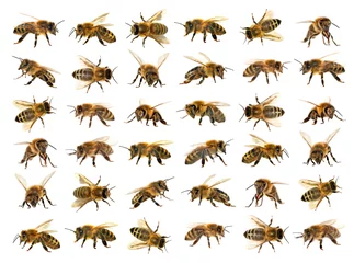 Papier Peint photo Abeille groupe d& 39 abeilles ou d& 39 abeilles sur fond blanc, abeilles