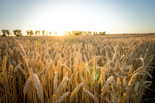 Weizenfeld im Sonnenuntergang 
