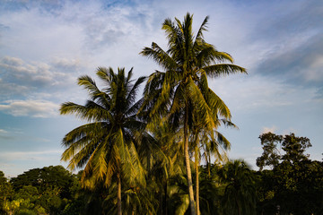 Evening Shot of Palm Tree at Singapore Botanical Garden