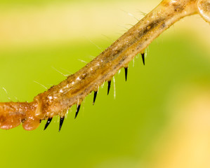The grasshopper's paw on the nature