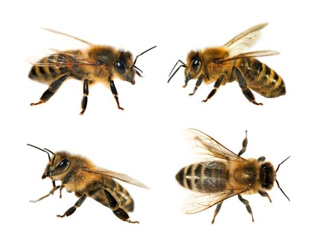 group of bee or honeybee on white background, honey bees