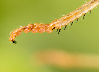 The grasshopper's paw on the nature