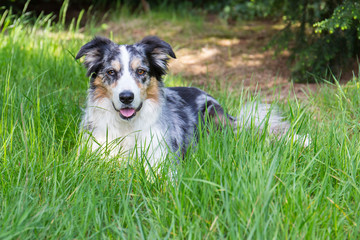 A Blue Merle Border Collie laying in the grass