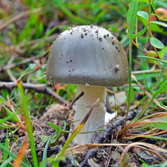 amanita mairei mushroom
